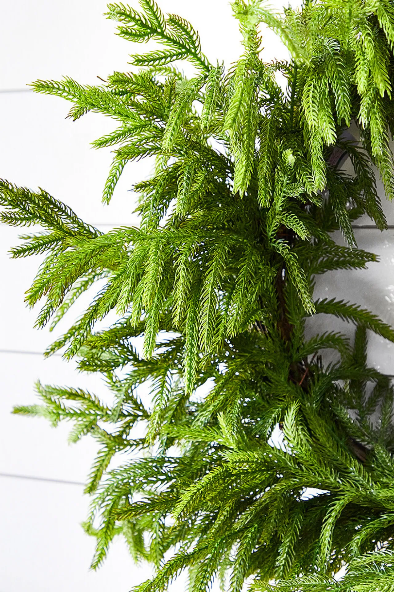 Best 24” Just Cut Norfolk Pine Wreath Christmas Wreaths|Natural Greenery